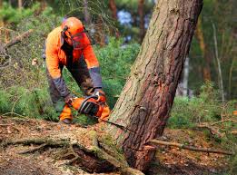 Best Fruit Tree Pruning  in Hoopa, CA